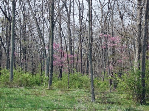 Property photo 9 - 188 Acres Offered in 5 Tracts